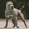 Grey American Bully Dog Diamond Painting