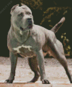 Grey American Bully Dog Diamond Painting