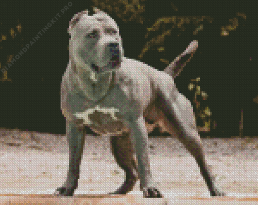 Grey American Bully Dog Diamond Painting