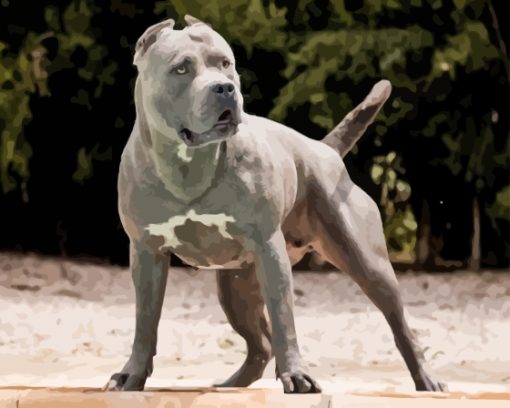 Grey American Bully Dog Diamond Painting