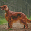 Irish Setter Brown Dog Diamond Painting