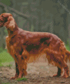 Irish Setter Brown Dog Diamond Painting