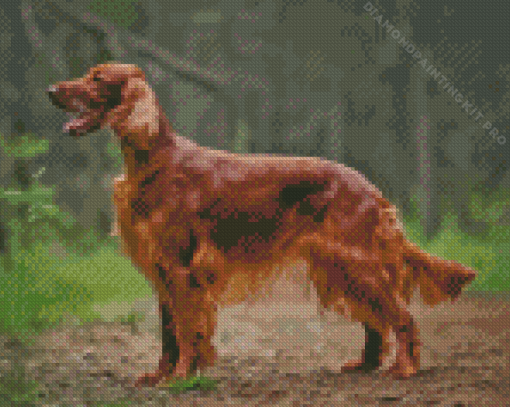 Irish Setter Brown Dog Diamond Painting