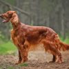 Irish Setter Brown Dog Diamond Painting