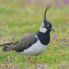 Lapwing Diamond Painting