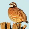 Northern Bobwhite Quail Diamond Painting