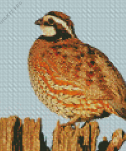 Northern Bobwhite Quail Diamond Painting