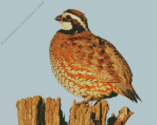 Northern Bobwhite Quail Diamond Painting