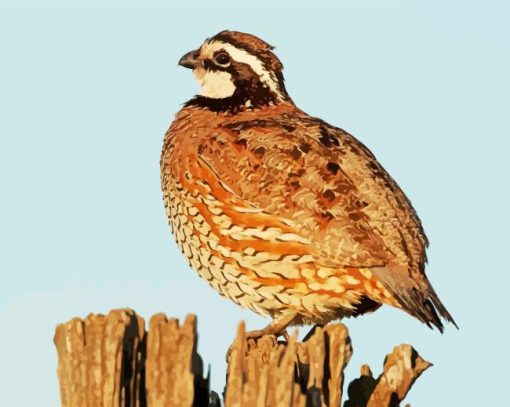 Northern Bobwhite Quail Diamond Painting