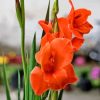 Orange Red Gladiolus Diamond Painting