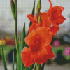 Orange Red Gladiolus Diamond Painting