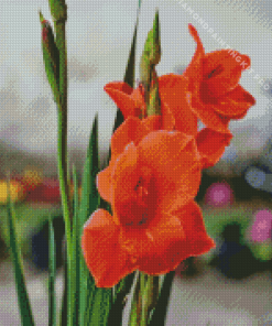 Orange Red Gladiolus Diamond Painting