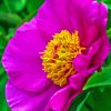 Peony Officinalis Diamond Painting