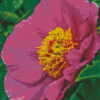 Peony Officinalis Diamond Painting