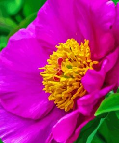 Peony Officinalis Diamond Painting