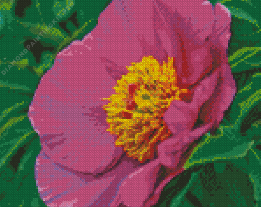 Peony Officinalis Diamond Painting