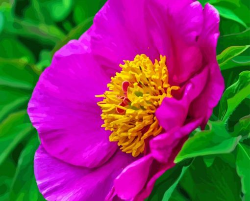 Peony Officinalis Diamond Painting