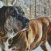 Plott Hound in Snow Diamond Painting