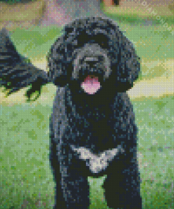 Portuguese Water Black Dog Diamond Painting