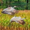 Sandhill Crane Flying Birds Diamond Painting