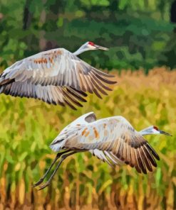 Sandhill Crane Flying Birds Diamond Painting