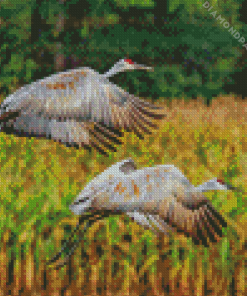 Sandhill Crane Flying Birds Diamond Painting