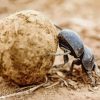 Scarab Beetle Rolling Dung Diamond Painting