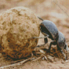 Scarab Beetle Rolling Dung Diamond Painting