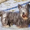 Skye Terrier in Snow Diamond Painting