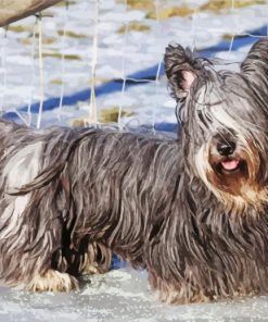 Skye Terrier in Snow Diamond Painting