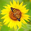 Sunflower Butterfly Diamond Painting