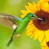 Sunflowers with Green Hummingbird Diamond Painting