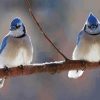 Two Blue Jay In Winter Diamond Painting