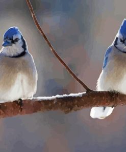 Two Blue Jay In Winter Diamond Painting