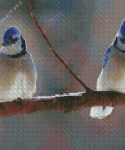 Two Blue Jay In Winter Diamond Painting