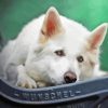 White Swiss Shepherd Diamond Painting