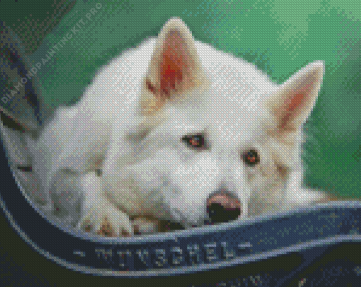 White Swiss Shepherd Diamond Painting