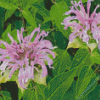 Wild Bergamot Plant Diamond Painting