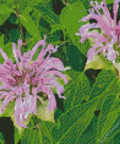 Wild Bergamot Plant Diamond Painting