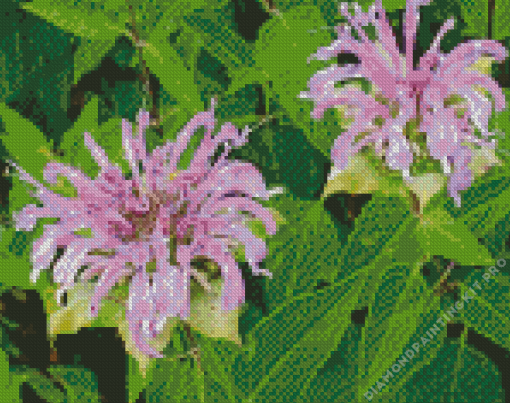 Wild Bergamot Plant Diamond Painting