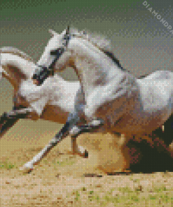 Arabian Horse Posters Diamond Painting