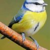 Colorful Tit Bluebird Diamond Painting