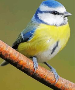 Colorful Tit Bluebird Diamond Painting