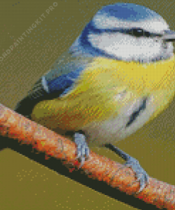 Colorful Tit Bluebird Diamond Painting