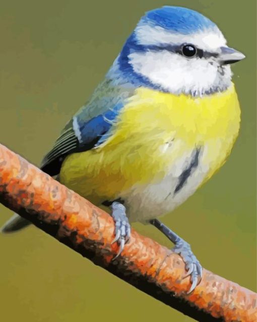 Colorful Tit Bluebird Diamond Painting