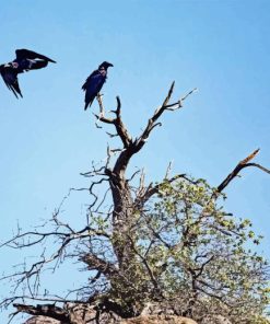 Dead Tree and Ravens Diamond Painting