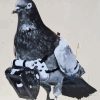 Dove Bird and Camera Diamond Painting