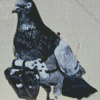 Dove Bird and Camera Diamond Painting