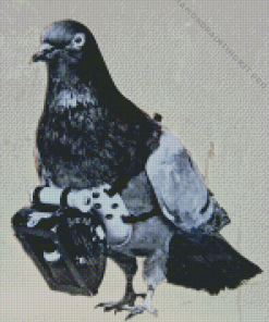 Dove Bird and Camera Diamond Painting