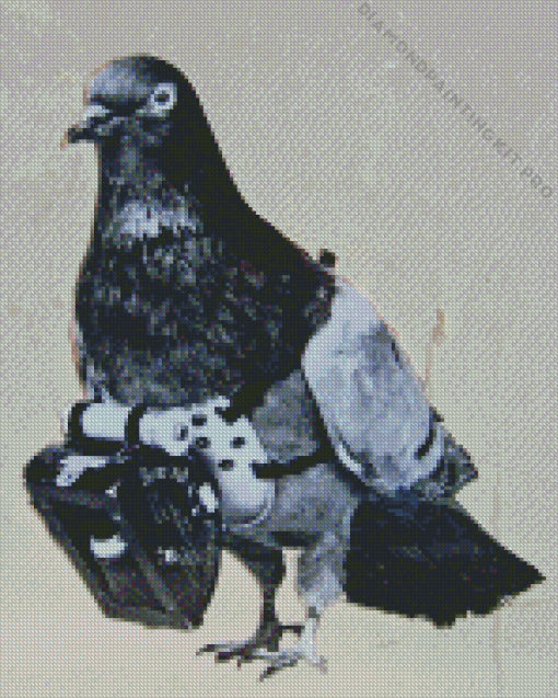 Dove Bird and Camera Diamond Painting